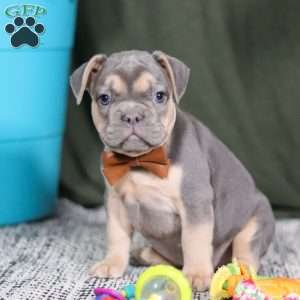 Bryce, French Bulldog Puppy